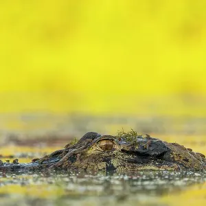 Caiman noir (Melanosuchus niger) tête demi-soumise dans la rivière, parc national Yasuni, bassin de l'Amazone, Équateur. Caiman noir (Melanosuchus niger) tête demi-soumise dans la rivière, parc national Yasuni, bassin de l'Amazone, Équateur.