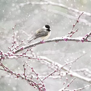 Black-capped chickadee (Poecile atricapilla) perched in snow-covered Eastern redbud (Cercis canadensis) tree during spring snowstorm, Freeville, New York, USA. April