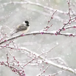 Black-capped chickadee (Poecile atricapilla) perched in snow-covered Eastern redbud (Cercis canadensis) tree during spring snowstorm, Freeville, New York, USA. April Black-capped chickadee (Poecile atricapilla) perched in snow-covered Eastern redbud (Cercis canadensis) tree during spring snowstorm, Freeville, New York, USA. April