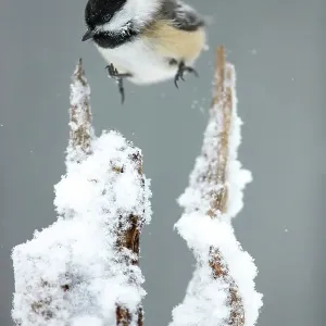Black-capped chickadee print, Lexington Massachusetts snow scene Black-capped chickadee print, Lexington Massachusetts snow scene