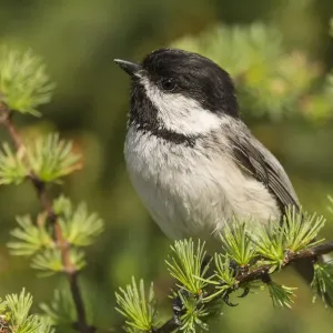 Portrait de la mésange à tête noire (Poecile atricapillus), parc provincial d'Anchorage. Portrait de la mésange à tête noire (Poecile atricapillus), parc provincial d'Anchorage.