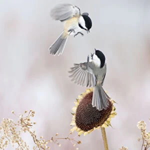 Two Black-capped chickadees (Poecile atricapillus) in mid-air fight by a sunflower