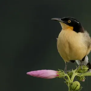 Black-capped donacobius (Donacobius atricapillus) perched on a flower, Tambopata Reserve Black-capped donacobius (Donacobius atricapillus) perched on a flower, Tambopata Reserve