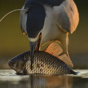 Black-capped Night heron (Nycticorax nycticorax) feeding on fish at fish farm pond Black-capped Night heron (Nycticorax nycticorax) feeding on fish at fish farm pond