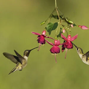 Black-chinned hummingbird (Archilochus alexandri), adult male and female feeding