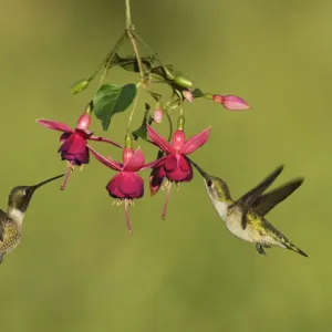 Black-chinned hummingbird (Archilochus alexandri), adult male and female feeding Black-chinned hummingbird (Archilochus alexandri), adult male and female feeding