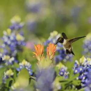 Black-chinned Hummingbird Print Black-chinned Hummingbird Print