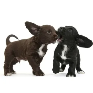 Black and Chocolate Cocker Spaniel Puppies Print Black and Chocolate Cocker Spaniel Puppies Print