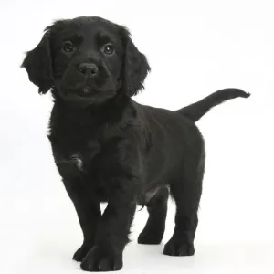 Black Cocker Spaniel Puppy Print Black Cocker Spaniel Puppy Print