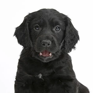 Black Cocker Spaniel puppy, against white background