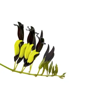 Black coral vine (Kennedia nigricans) flowers, pollinated by honeyeaters (showing Black coral vine (Kennedia nigricans) flowers, pollinated by honeyeaters (showing