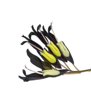 Black Coral Vine Flowers Print, Western Australia Black Coral Vine Flowers Print, Western Australia