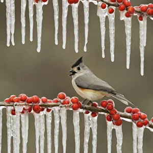 Black-crested titmouse (Baeolophus bicolor), adult perched on icy branch of Possum Haw Holly