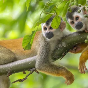 Black-crowned Central American squirrel monkey (Saimiri oerstedii