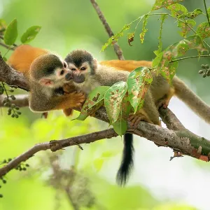 Black-crowned Central American squirrel monkey (Saimiri oerstedii) pair playing with each other Manuel Antonio National Park, Quepos, Costa Rica Black-crowned Central American squirrel monkey (Saimiri oerstedii) pair playing with each other Manuel Antonio National Park, Quepos, Costa Rica