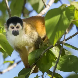 Black-crowned Central American squirrel monkey print Black-crowned Central American squirrel monkey print