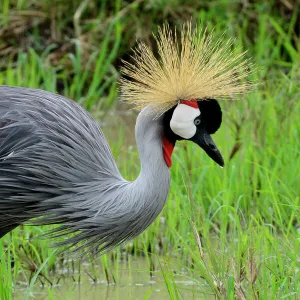 Black crowned-crane (Balearica pavonina) foraging in wetland area, Masai Mara, Kenya