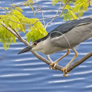 Black-crowned night heron (Nycticorax nycticorax) perched on branch, ready to strike. Big Cypress National Preserve, Florida, USA Black-crowned night heron (Nycticorax nycticorax) perched on branch, ready to strike. Big Cypress National Preserve, Florida, USA