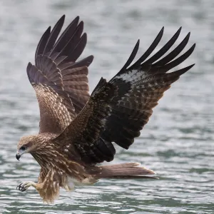 Black-eared kite, (Milvus migrans lineatus), Bi Tan Bay, Taiwan