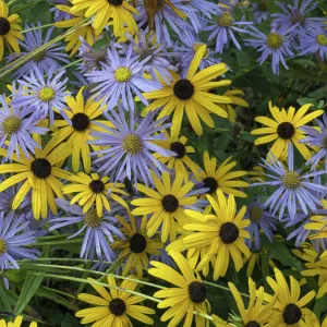 Black eyed susan (Rudbeckia fulgida var. sullivantii) Goldsturm flowers