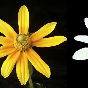 Black-eyed susan (Rudbeckia hirta) illuminated using different waveforms of light. Visible light (left), reflected UV light (centre), UV light as seen by bees (right). Studio environment, composite