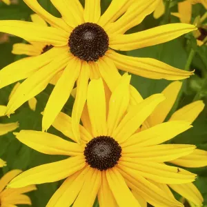 Black eyed susan Print Black eyed susan Print