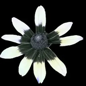 Black-eyed Susan Print: Visible, UV, and Bee-Visible Light Compositions Black-eyed Susan Print: Visible, UV, and Bee-Visible Light Compositions
