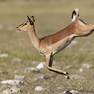 Black faced Impala (Aepyceros melamis petersi) female jumping, Etosha National Park