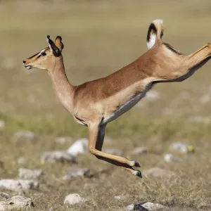 Black faced Impala (Aepyceros melamis petersi) female jumping, Etosha National Park