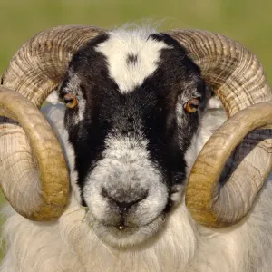 Oveja cimarrona (Ovis domesticus) macho, retrato de cabeza, Isla de Islay, Hebridas, Escocia, Reino Unido. Abril.