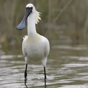 Black-faced Spoonbill Print, Tainan, Taiwan Black-faced Spoonbill Print, Tainan, Taiwan