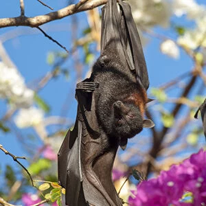 Black flying fox (Pteropus alecto), male stretching wing whilst roosting on branch