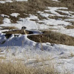 Black-footed ferret (Mustela nigripes) pauses after emerging from the Prairie dog burrow Black-footed ferret (Mustela nigripes) pauses after emerging from the Prairie dog burrow
