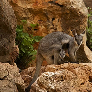 Black-footed rock wallaby (Petrogale lateralis) with young in pouch, Cape range National Park