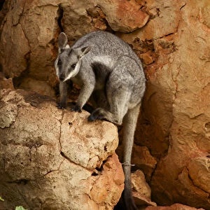 Black-footed rock wallaby (Petrogale lateralis), Cape range National Park, Exmouth