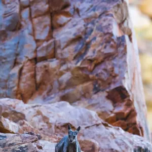Black-footed rock wallaby (Petrogale lateralis) on steep rocky mountainside, Alice Springs, Northern Territory, Australia Black-footed rock wallaby (Petrogale lateralis) on steep rocky mountainside, Alice Springs, Northern Territory, Australia