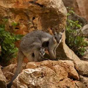 Black-footed rock wallaby (Petrogale lateralis) with young in pouch, Cape range National Park