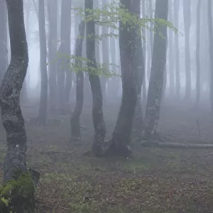 Black Forest tree trunks in mist, Baden-Wurttemberg, Germany. May