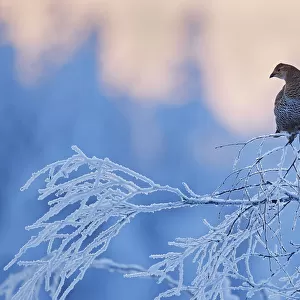 Black Grouse female (Lyrurus tetrix) perched on frost covered branch, Suomussalmi Finland