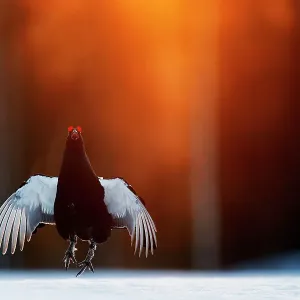 Black grouse (Lyrurus tetrix) male, jumping, part of a dominance display, at lek in early morning light, Kuusamo, Finland, April. Bird Photographer of the Year Competition 2022 - Bird Behaviour Category - Highly commended Black grouse (Lyrurus tetrix) male, jumping, part of a dominance display, at lek in early morning light, Kuusamo, Finland, April. Bird Photographer of the Year Competition 2022 - Bird Behaviour Category - Highly commended