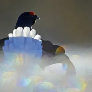 Black Grouse Print, Bokeh Effect Black Grouse Print, Bokeh Effect