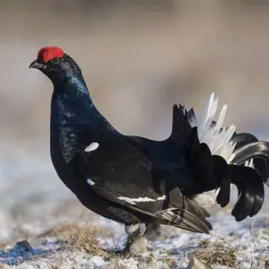 Black grouse (Lyrurus tetrix), male at lek, Finland, April Black grouse (Lyrurus tetrix), male at lek, Finland, April