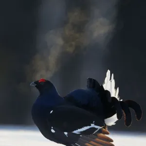 THE  GROUSE & THE BLACK GROUSE セット Witness the stunning Black Grouse in its natural habitat