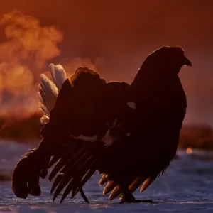 Black Grouse Print, Utajarvi Finland Dawn Display Black Grouse Print, Utajarvi Finland Dawn Display