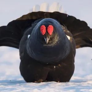 Black Grouse Print: Snowy Lek Display Black Grouse Print: Snowy Lek Display
