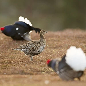 Black grouse (Tetrao tetrix) female at lek on heather moorland with two males displaying nearby