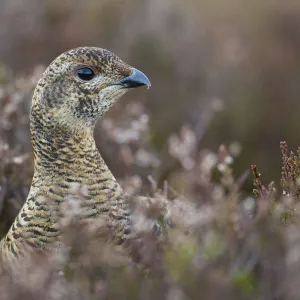 Black grouse (Tetrao tetrix) female at lek amongst heather, Creag Megaidh NNR, Highlands