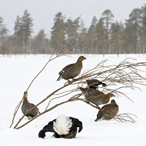 Black Grouse (Tetrao tetrix) lek with male displaying and females around in winter, Tver, Russia