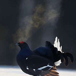 Black Grouse (Tetrao tetrix) male displaying with breath condensing in cold air, Kuusamo