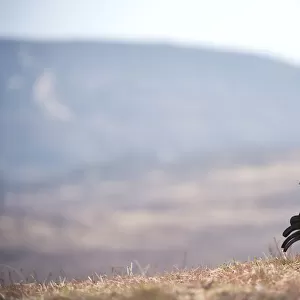 Black grouse (Tetrao tetrix) male at lek, Creag Megaidh NNR, Highlands, Scotland